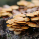 Mushrooms growing on log